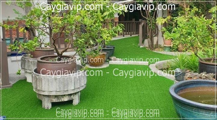 Thảm Cỏ Nhân Tạo Quận 10 TPHCM Thảm Cỏ Nhân Tạo Quận 10 TPHCM